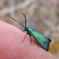 Pollanisus viridipulverulenta at Mulligans Flat - 4 Nov 2023 02:01 PM