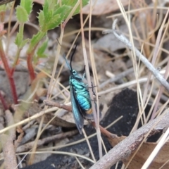 Pollanisus viridipulverulenta at Mulligans Flat - 4 Nov 2023 02:01 PM