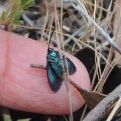 Pollanisus viridipulverulenta at Mulligans Flat - 4 Nov 2023 02:01 PM