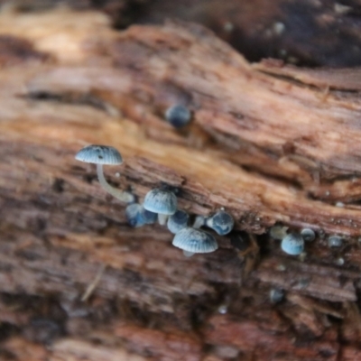 Mycena interrupta (Pixie's Parasol) at Cathedral Rock National Park - 21 Feb 2024 by Csteele4