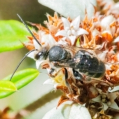 Lipotriches sp. (genus) (Halictid bee) at ANBG - 12 Feb 2024 by MichaelMulvaney