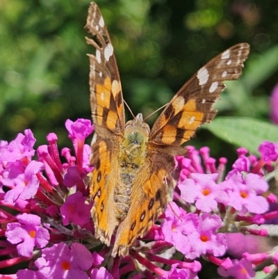 Vanessa kershawi (Australian Painted Lady) at QPRC LGA - 22 Feb 2024 by MatthewFrawley