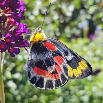 Delias harpalyce (Imperial Jezebel) at QPRC LGA - 22 Feb 2024 by MatthewFrawley