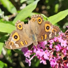 Junonia villida (Meadow Argus) at QPRC LGA - 22 Feb 2024 by MatthewFrawley