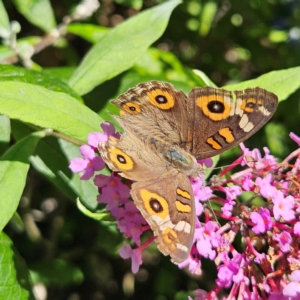 Junonia villida at QPRC LGA - 22 Feb 2024 12:20 PM