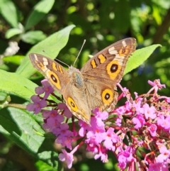 Junonia villida at QPRC LGA - 22 Feb 2024