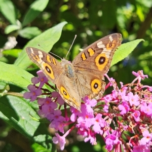 Junonia villida at QPRC LGA - 22 Feb 2024