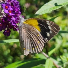 Delias nysa (Yellow-spotted Jezebel) at QPRC LGA - 22 Feb 2024 by MatthewFrawley