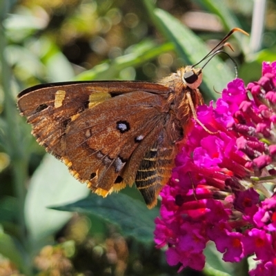 Trapezites symmomus (Splendid Ochre) at QPRC LGA - 22 Feb 2024 by MatthewFrawley