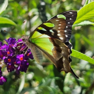 Graphium macleayanum at QPRC LGA - 22 Feb 2024 01:41 PM