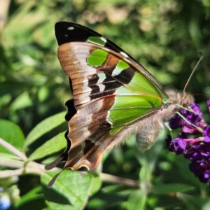 Graphium macleayanum at QPRC LGA - 22 Feb 2024 01:41 PM