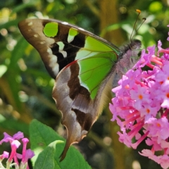 Graphium macleayanum at QPRC LGA - 22 Feb 2024 01:41 PM