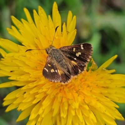 Dispar compacta (Barred Skipper) at QPRC LGA - 22 Feb 2024 by MatthewFrawley