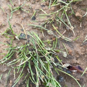 Isolepis cernua at Mt Holland - 19 Feb 2024