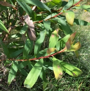 Hakea salicifolia subsp. salicifolia at The Fair, Watson - 19 Feb 2024 01:07 PM