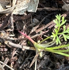 Daucus glochidiatus (Australian Carrot) at Kangaroo Valley, NSW - 22 Feb 2024 by lbradley