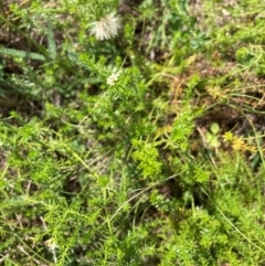 Asperula conferta (Common Woodruff) at Mount Majura - 19 Feb 2024 by waltraud