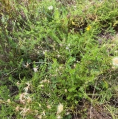 Asperula conferta at Mount Majura - 19 Feb 2024