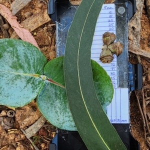 Eucalyptus globulus subsp. bicostata at Legacy Park Woodland Reserve - 22 Feb 2024