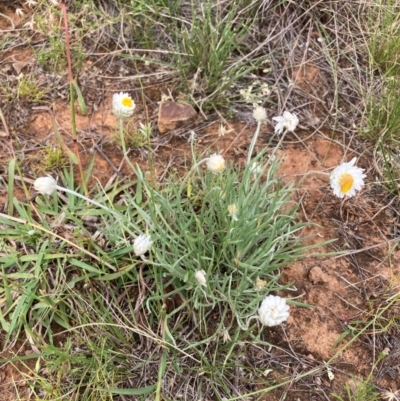 Leucochrysum albicans subsp. tricolor (Hoary Sunray) at Mount Majura - 18 Feb 2024 by waltraud