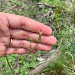 Crepis capillaris at Black Flat at Corrowong - 11 Dec 2023 01:30 PM