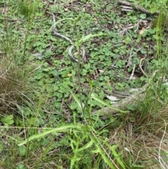 Crepis capillaris at Black Flat at Corrowong - 11 Dec 2023