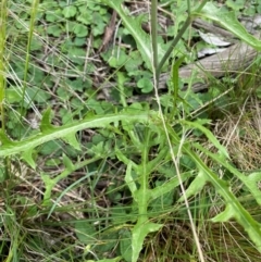 Crepis capillaris at Black Flat at Corrowong - 11 Dec 2023 01:30 PM