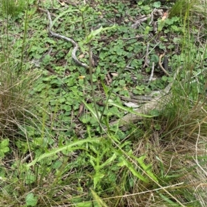 Crepis capillaris at Black Flat at Corrowong - 11 Dec 2023