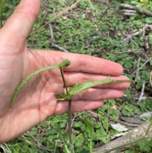 Crepis capillaris at Black Flat at Corrowong - 11 Dec 2023 01:30 PM