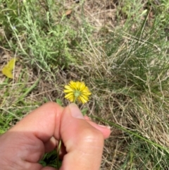 Crepis capillaris (Smooth Hawksbeard) at Corrowong, NSW - 11 Dec 2023 by MelitaMilner