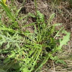 Crepis capillaris at Black Flat at Corrowong - 11 Dec 2023 12:52 PM