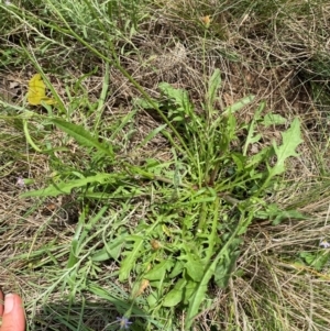 Crepis capillaris at Black Flat at Corrowong - 11 Dec 2023 12:52 PM