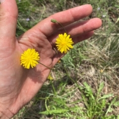 Crepis capillaris at Black Flat at Corrowong - 11 Dec 2023 12:52 PM