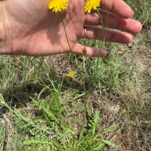 Crepis capillaris at Black Flat at Corrowong - 11 Dec 2023 12:52 PM