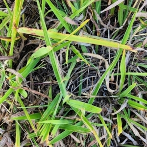 Bothriochloa macra at Legacy Park Woodland Reserve - 22 Feb 2024