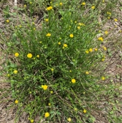 Calotis lappulacea (Yellow Burr Daisy) at Corrowong, NSW - 11 Dec 2023 by MelitaMilner