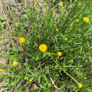 Calotis lappulacea at Black Flat at Corrowong - 11 Dec 2023