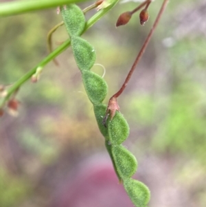 Grona varians at Mount Majura - 21 Feb 2024