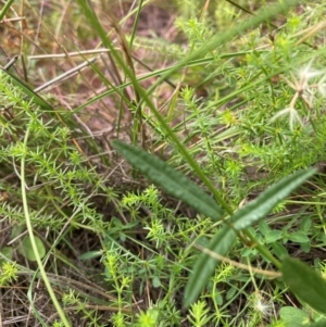 Grona varians at Mount Majura - 21 Feb 2024