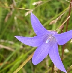 Wahlenbergia ceracea (Waxy Bluebell) at Booth, ACT - 14 Jan 2024 by Tapirlord