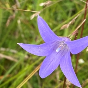 Wahlenbergia ceracea at Namadgi National Park - 14 Jan 2024 01:17 PM