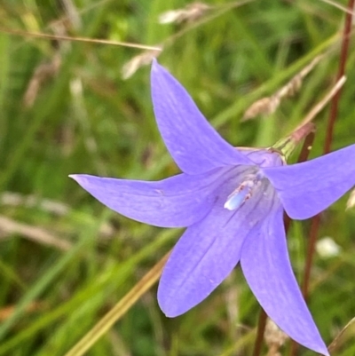 Wahlenbergia ceracea (Waxy Bluebell) at Booth, ACT - 14 Jan 2024 by Tapirlord