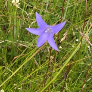 Wahlenbergia ceracea at Namadgi National Park - 14 Jan 2024 01:17 PM