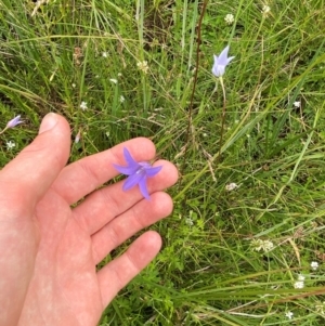 Wahlenbergia ceracea at Namadgi National Park - 14 Jan 2024 01:17 PM