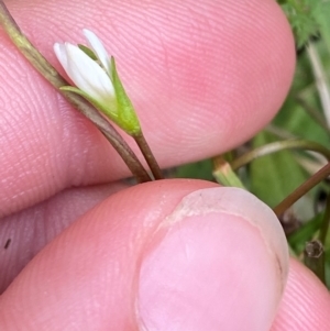 Gentianella polysperes at Namadgi National Park - 14 Jan 2024