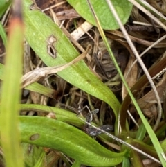 Gentianella polysperes at Namadgi National Park - 14 Jan 2024