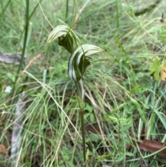 Diplodium aestivum (Long-tongued Summer Greenhood) at Namadgi National Park - 14 Jan 2024 by Tapirlord