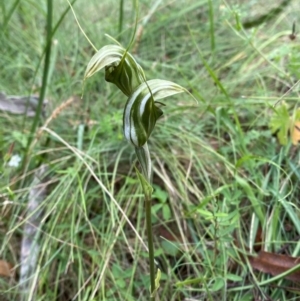 Diplodium aestivum at Namadgi National Park - 14 Jan 2024