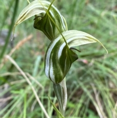 Diplodium aestivum at Namadgi National Park - suppressed