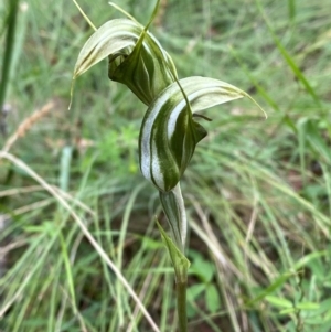 Diplodium aestivum at Namadgi National Park - suppressed